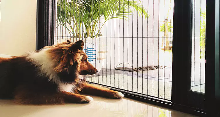Sliding Screen Pet Door Repair in Warrington, FL