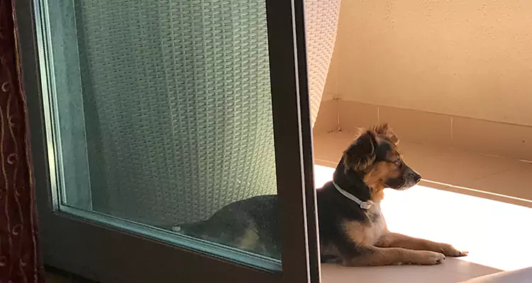 French Door Pet Screen Repair in Warrington, FL